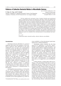 Patterns of Collective Bacterial Motion in Microfluidic Devices