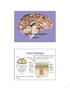 The Nervous System: Cranial Meninges