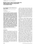 Nuclear export signal located within the DNAbinding domain of the