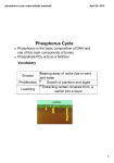 phosphorus cycle notes website.notebook