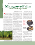 Mangrove Palm