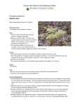 Kasey Hartz Natural Area Reference Sheet Pteridium aquilinum