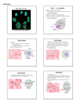 Cell Cycle