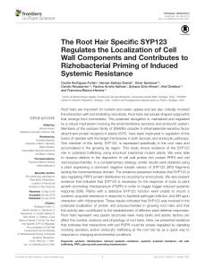 The Root Hair Specific SYP123 Regulates the Localization of Cell