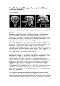 (HOM) genes. Antennapedia and Bithorax Complexes (WR