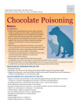 Chocolate Poisoning - Milliken Animal Clinic