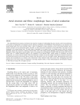 Atrial structure and fibres: morphologic bases of atrial conduction