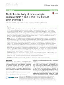 Nucleolus-like body of mouse oocytes contains lamin A and B and