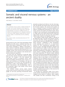 Somatic and visceral nervous systems - an ancient