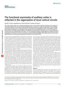 The functional asymmetry of auditory cortex is reflected