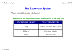9 - The Excretory System