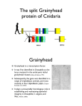 The split Grainyhead protein of Cnidaria Grainyhead