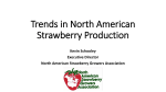 Trends in North American Strawberry Production
