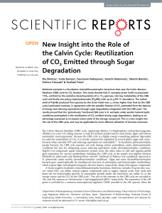 New Insight into the Role of the Calvin Cycle: Reutilization