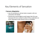 Key Elements of Sensation
