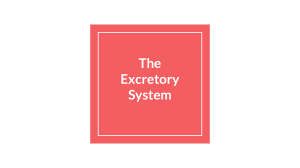 The Excretory System - Field Local Schools