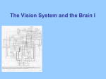 Lectures for 5th week: Visual System I