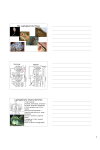 1 The Lophophorate Phyla Lophophorate Characteristics