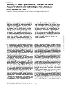 Processing of a Wheat Light-Harvesting Chlorophyll a/b Protein