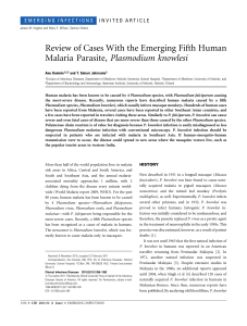 Review of Cases With the Emerging Fifth Human Malaria Parasite