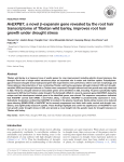 HvEXPB7, a novel β-expansin gene revealed by the root hair