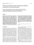 Conservation of Brachyury (T) genes in amphioxus and vertebrates