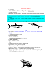 PHYLUM CHORDATA Vertebrate Internal skeleton