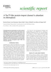 A Toc75like protein import channel is abundant in