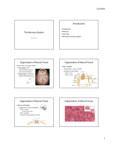 The Nervous System Introduction Organization of Neural Tissue