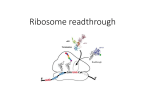 Ribosome readthrough