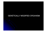 genetically modified organism (GMO)