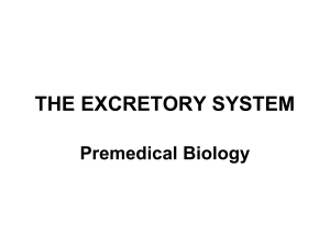 27-Premedical_excre