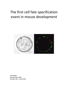 The first cell fate specification event in mouse development
