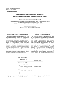 Polyphosphate-ATP Amplification Technology: Principle and its