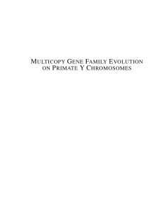 multicopy gene family evolution on primate y chromosomes