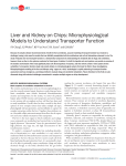 Microphysiological Models to Understand Transporter Function