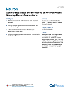 Activity Regulates the Incidence of Heteronymous Sensory