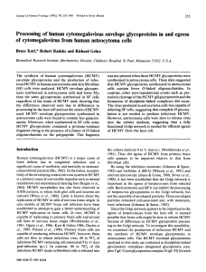 Processing of human cytomegalovirus envelope glycoproteins in