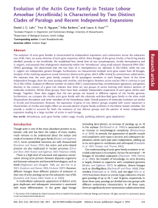 Evolution of the Actin Gene Family in Testate Lobose Amoebae