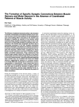 The Formation of Specific Synaptic Connections Between Muscle