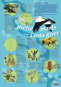 Useful plants of Cooks River