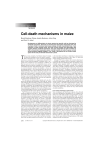 Cell-death mechanisms in maize