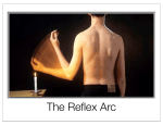 Reflex Arc - WordPress.com