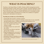 Poaching - International Wildlife Museum