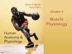 2 Lec 3 Muscle Physiology V10