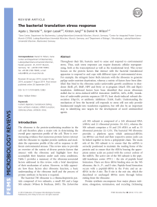 The bacterial translation stress response