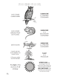 food chain owl