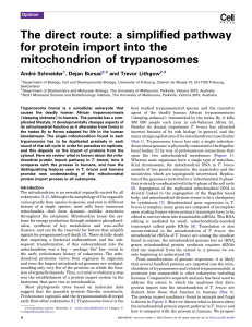 The direct route: a simplified pathway for protein import into the