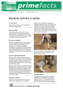 Bacterial arthritis in lambs - NSW Department of Primary Industries