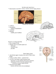 The Brain and Cranial Nerves • Brain functions in sensations
